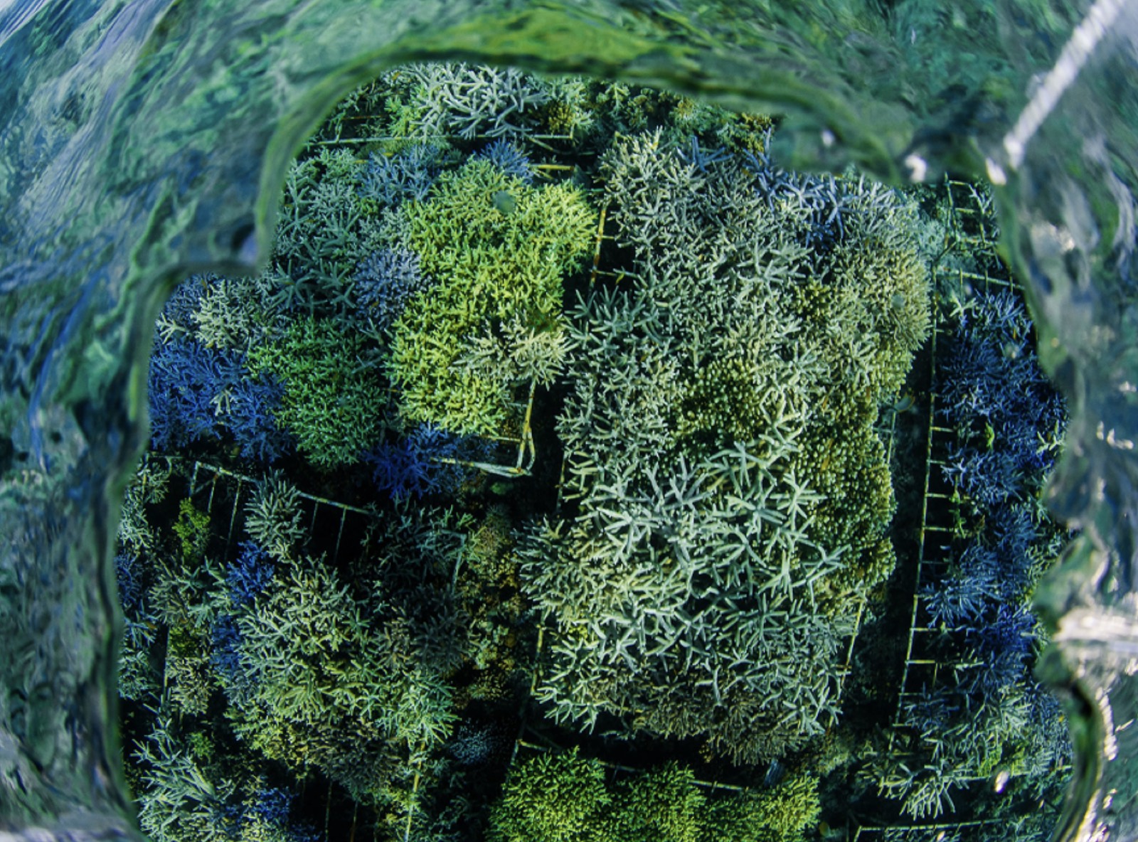 Divers planting corals on a reef structure